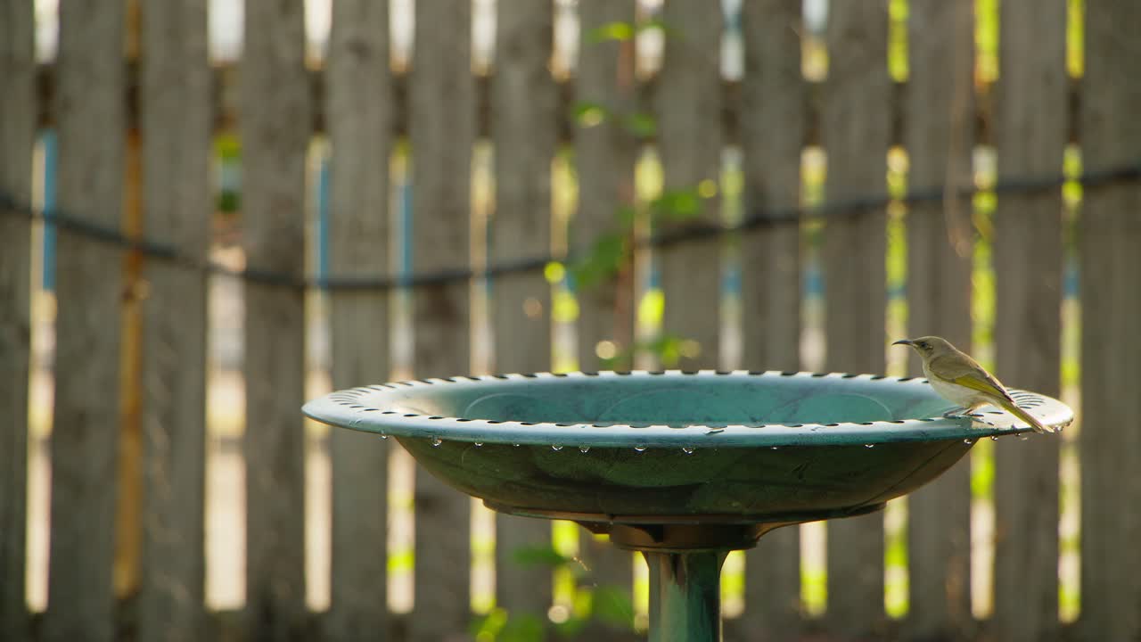 A brown honeyeater shakes water off it’s wings after having a dip in the water of a birdbath.