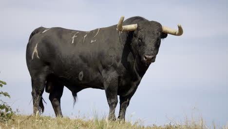 Imágenes-En-4k-De-Un-Toro-Enojado-Con-El-Cielo-De-Fondo