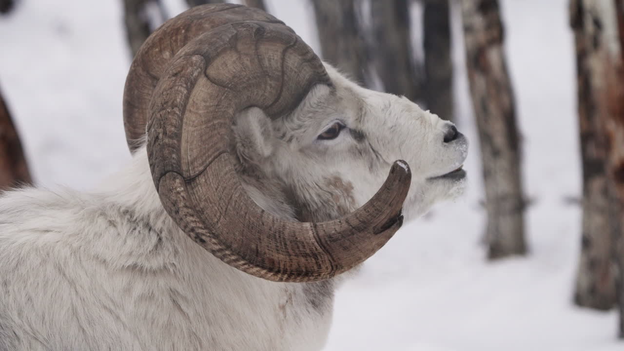 Majestic Bighorn Sheep in Winter Wonderland