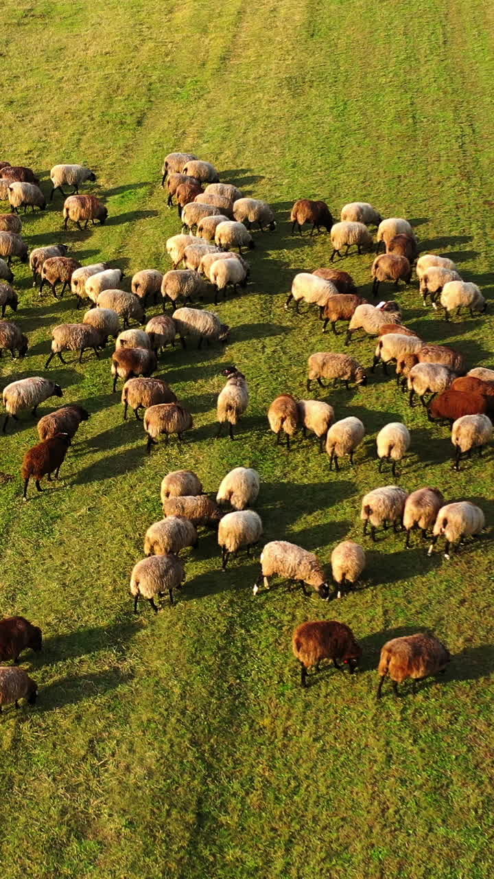 Herd of sheep in sunny day. Flock of fluffy animals walking on field pasture. Beautiful sheep on a green meadow. Top aerial view. Vertical video