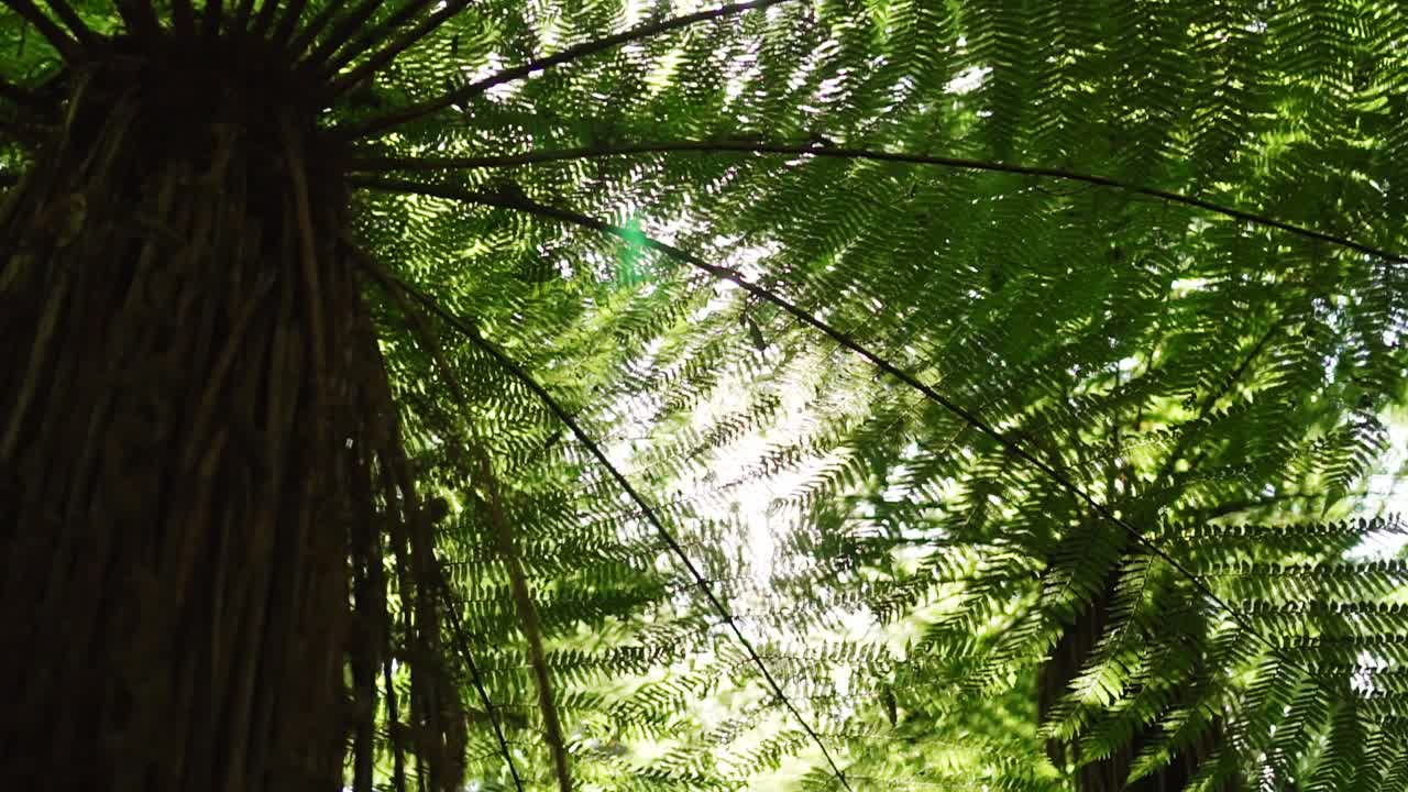 Sun rays through New Zealand native Silver Fern Ponga tree