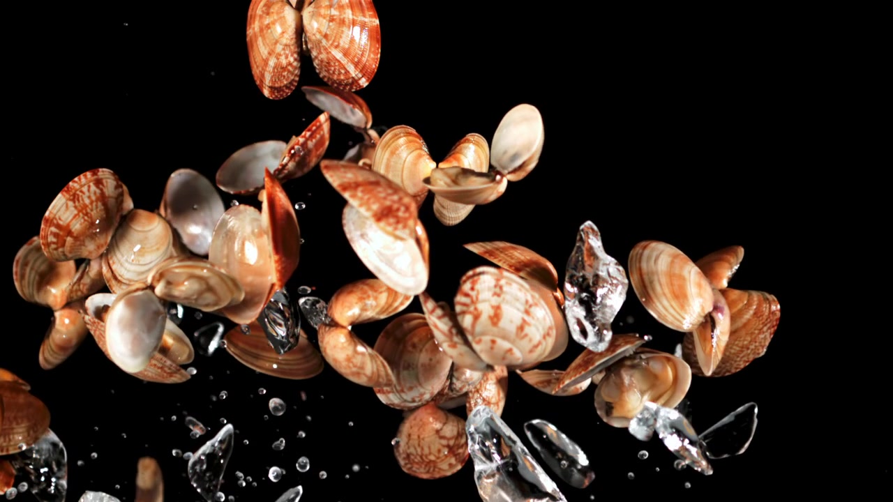 Seashells, Ice Cubes, and Water Droplets Floating on Black Background