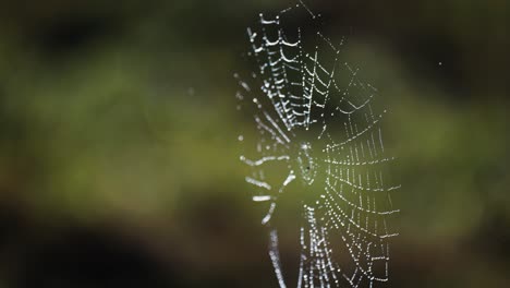 a delicate spiderweb beaded with dew floats suspended in the air