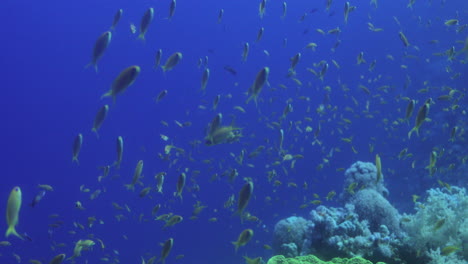 Lettuce-Leaf-Coral-in-The-Reef-of-Red-Sea-surrounded-by-Anthias-Fish