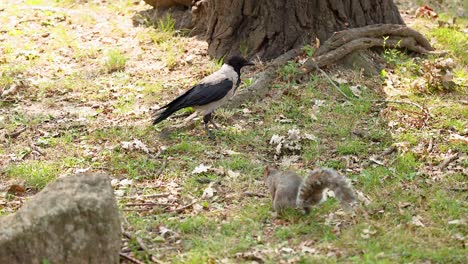 crow and squirrel interacting near a tree