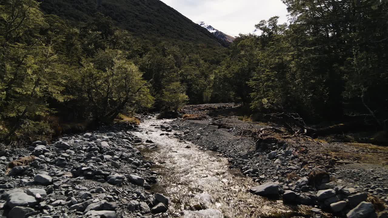 siguiendo un río río arriba a través de un bosque