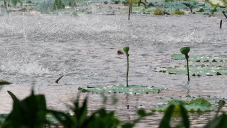 heavy raindrops splaterring over a pond where water lillies are planted in a swampy area in southeast asia.