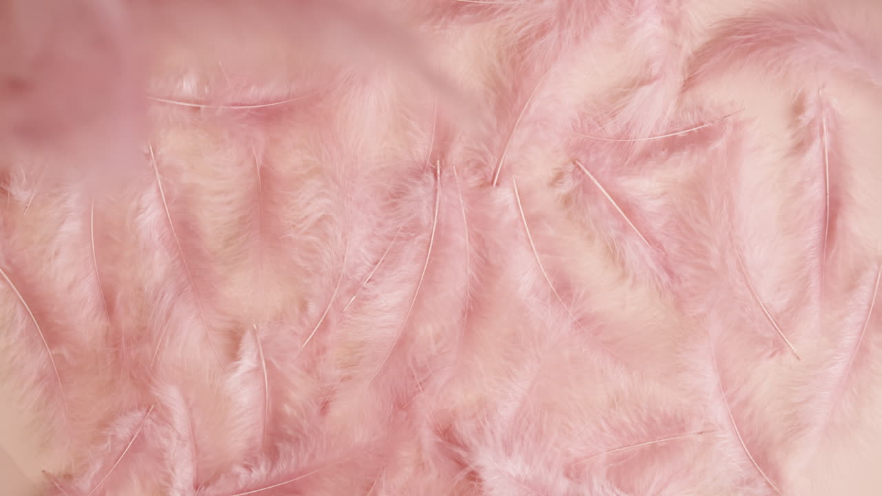 fondo de plumas rosadas