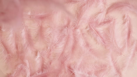 pink feather background