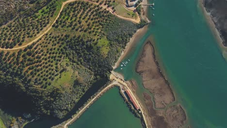 olivos plantados en tierra fértil a lo largo del río mira
