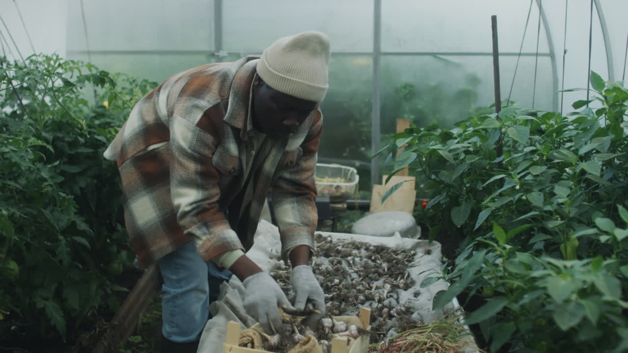 Farmer Harvesting and Sorting Garlic in a Greenhouse