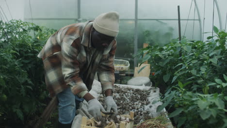 farmer harvesting and sorting garlic in a greenhouse