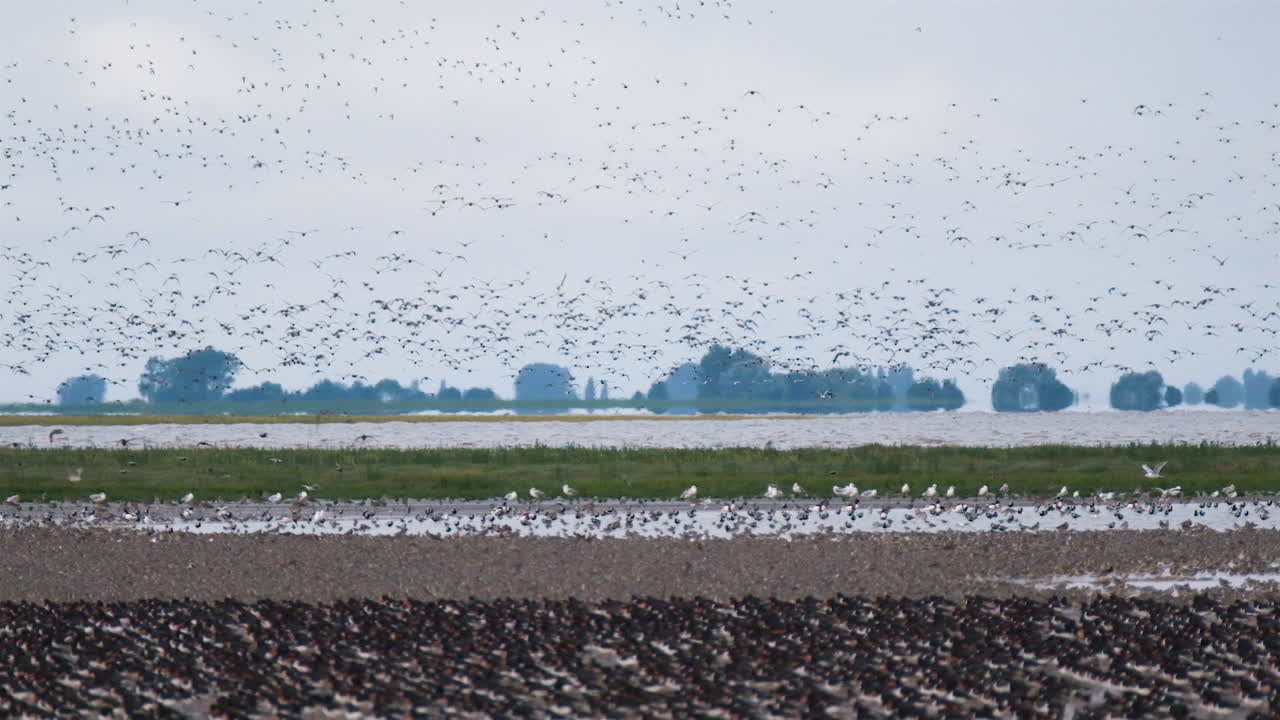 snettisham 자연 보호 구역, 노퍽 영국, 슬로우 모션, 4k에서 starling murmuration 및 기타 새