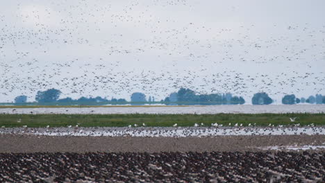 starling murmuration and other birds at snettisham nature reserve, norfolk uk, slow motion, 4k