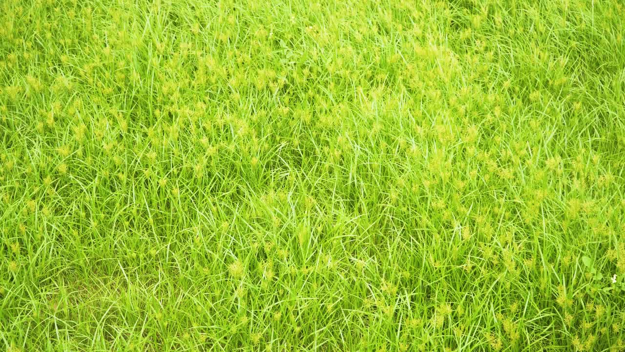 fondo de hierba de coco durante la primavera- plantas de cyperus rotundus bailando en el viento en un jardín salvaje