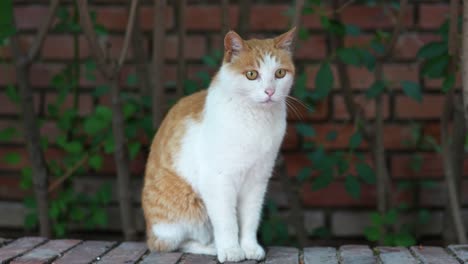 close-up of cat sitting on the ground