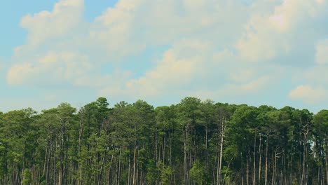 Forest-And-Swamps-In-Blackwater-National-Wildlife-Refuge,-Maryland---Tilt-Down