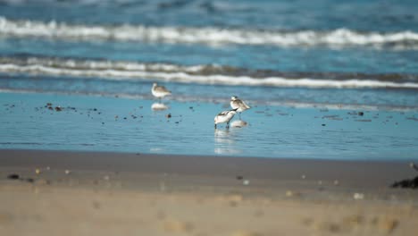 Schnelle-Sanderlinge-Sprinten-Am-Sandstrand-Entlang,-Während-Die-Wellen-Sanft-Brechen