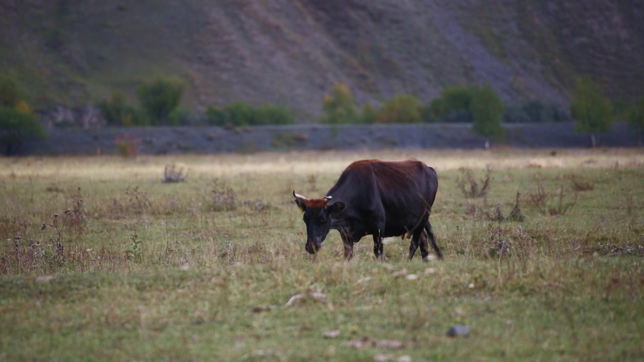 Mucca selvatica che pascola sul pascolo verde