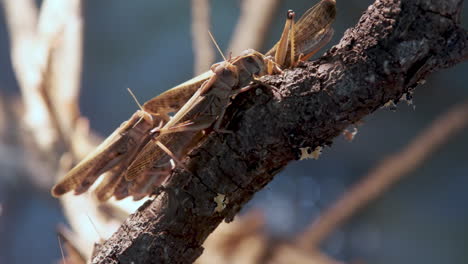 Un-Grupo-De-Insectos-Langostas-Muy-Juntos-En-La-Rama-De-Un-árbol