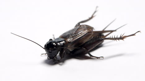 angled view of a black field cricket sitting on a white background