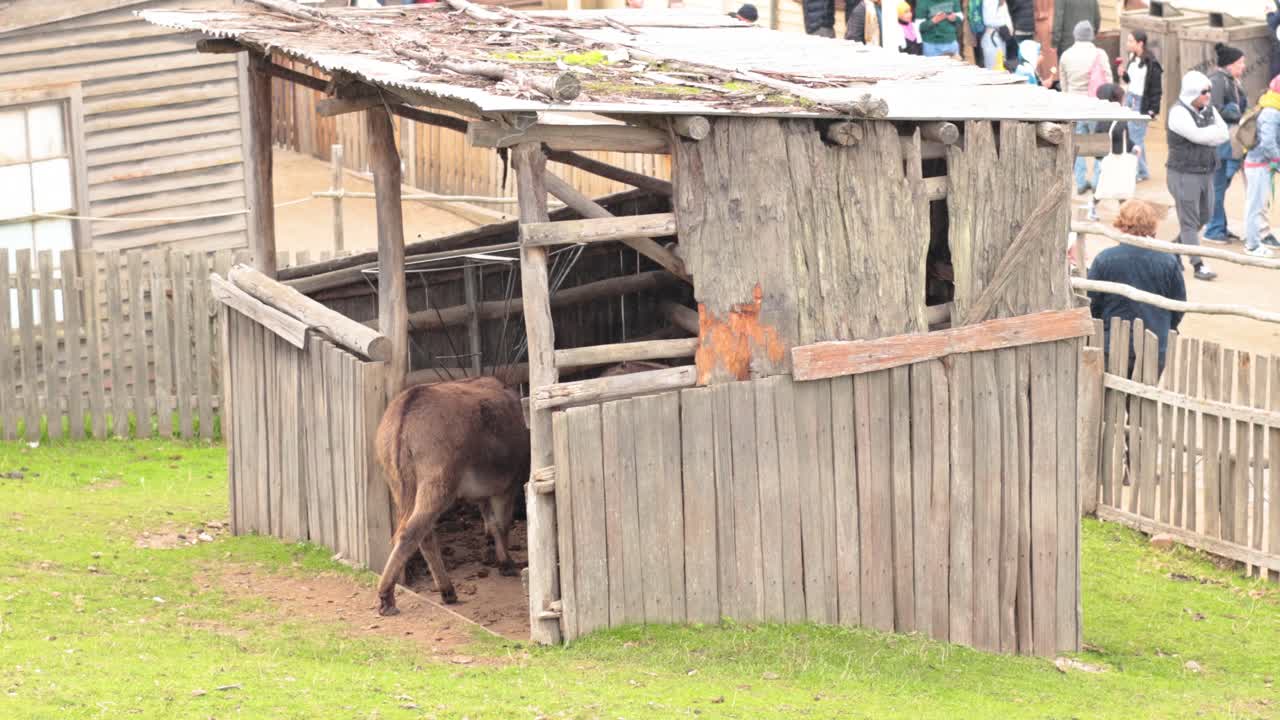 당나귀가 나무 창고로 들어갑니다.