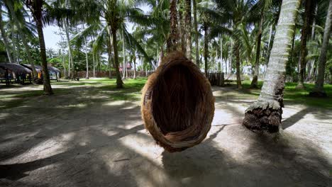 el columpio del nido de pájaros se está moviendo en la granja de coco.