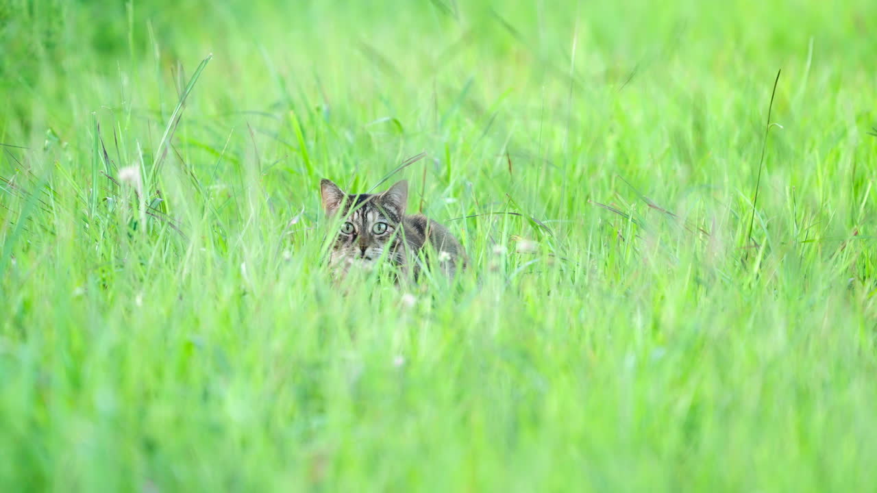 Wild Tabby Cat in Grassy Field