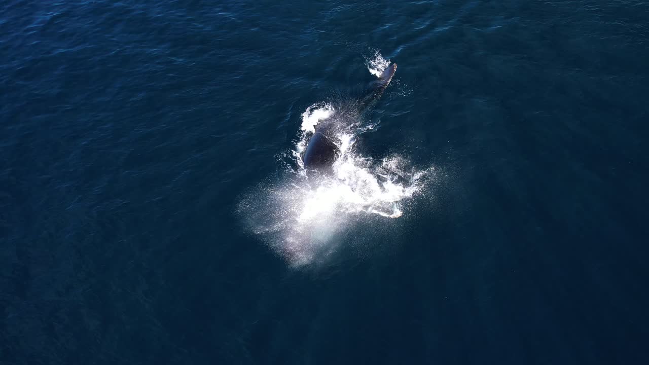캘리포니아 오렌지 카운티의 다나 포인트 근처의 태평양에서 허브백 고래 가 ⁇ 을 치고 있습니다.