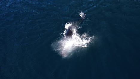 humpback whale pectoral slapping in the pacific ocean near dana point in orange county california