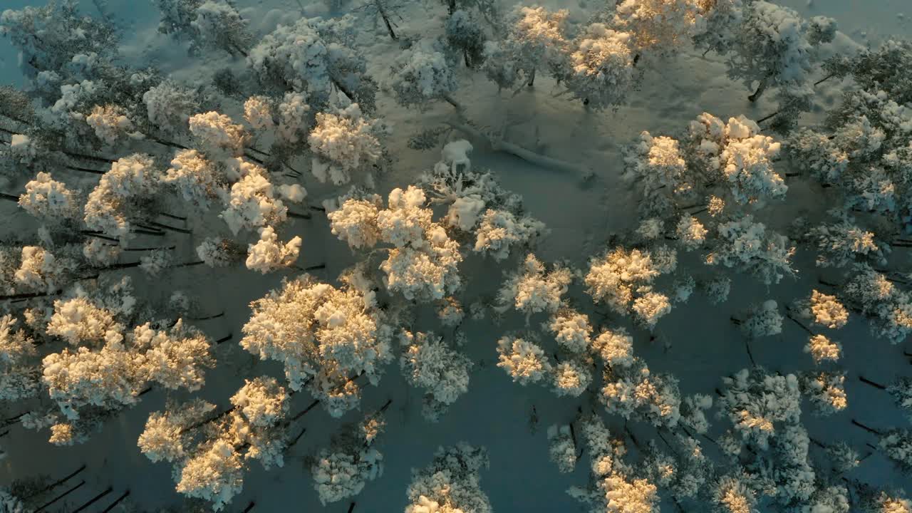 얼어붙은 숲을 내려다보는 드론 샷
