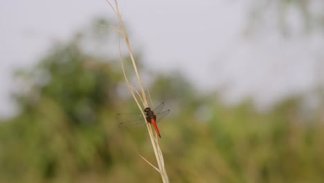 Pantala-flavescens-dragonfly-perching-on-a-branch