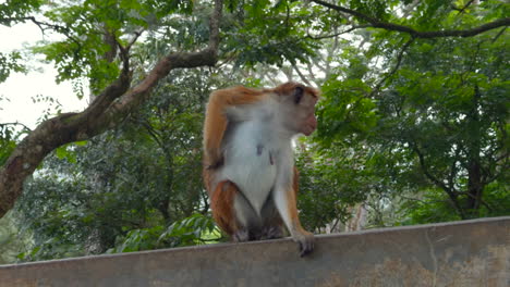 monkey in a forest