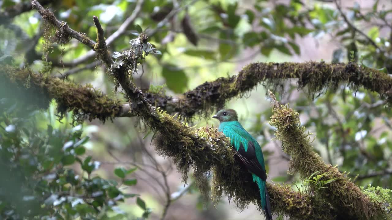 una colorida ave quetzal se sienta en una rama en la selva amazónica