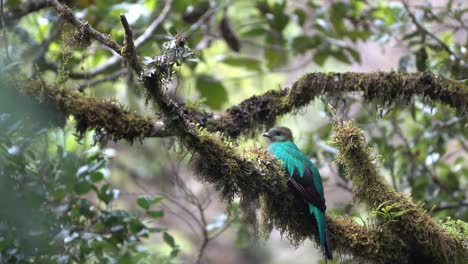 una colorida ave quetzal se sienta en una rama en la selva amazónica