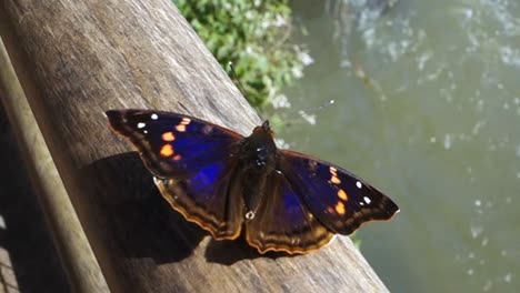 doxocopa agathina, the agathina emperor or purple emperor butterfly