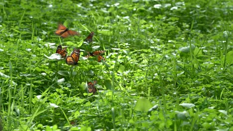 monarch butterflies on bright green dichondra covered lawn