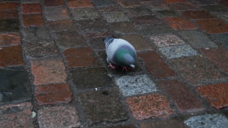 homing pigeon strolling around and looking for food on cobblestone paving