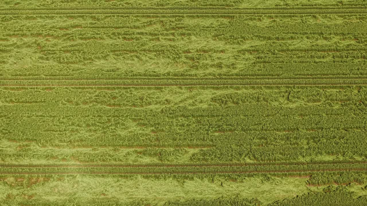 Green fields of Latvian agricultural grain crop farmland. AERIAL