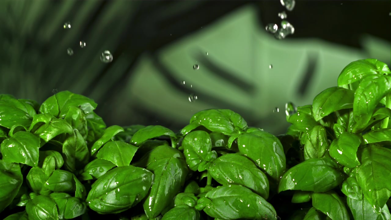 Gocce d'acqua che cadono al rallentatore su foglie di basilico verdi fresche