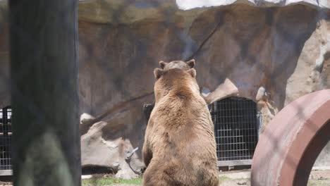 Zwei-Braune-Grizzlybären-Kämpfen-In-Einem-Eingezäunten-Gehege-In-Gefangenschaft-In-Einem-Rettungszentrum-Für-Großkatzen-In-Florida