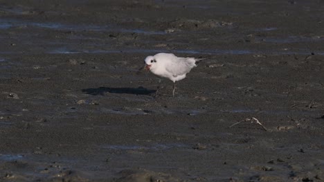 Bigotes-Tern-Alimentándose-De-Un-Cangrejo,-Chlidonias-Hybrida