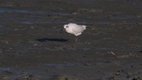 bigotes tern alimentándose de un cangrejo, chlidonias hybrida