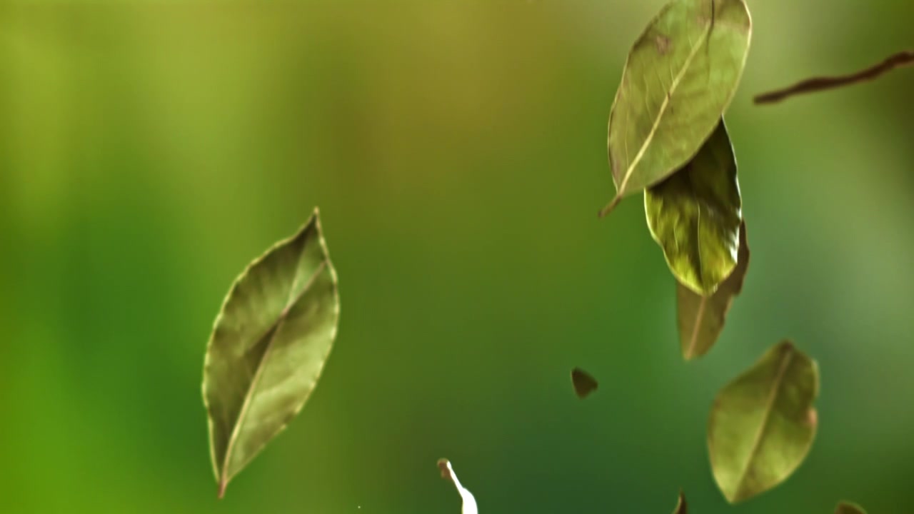 Dried Bay Leaves Falling Slowly on a Green Background