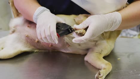 caucasian woman volunteer nursing a dog