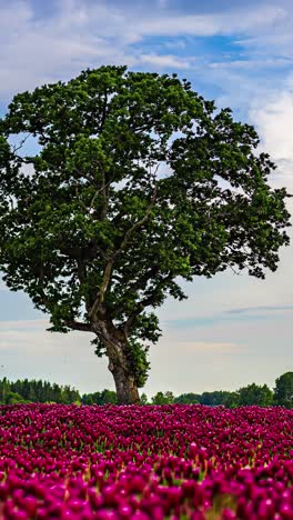 timelapse of tree with vibrant flowers below and sky above