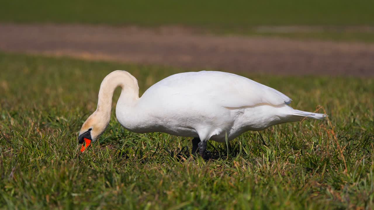 cisne comiendo hierba en el campo