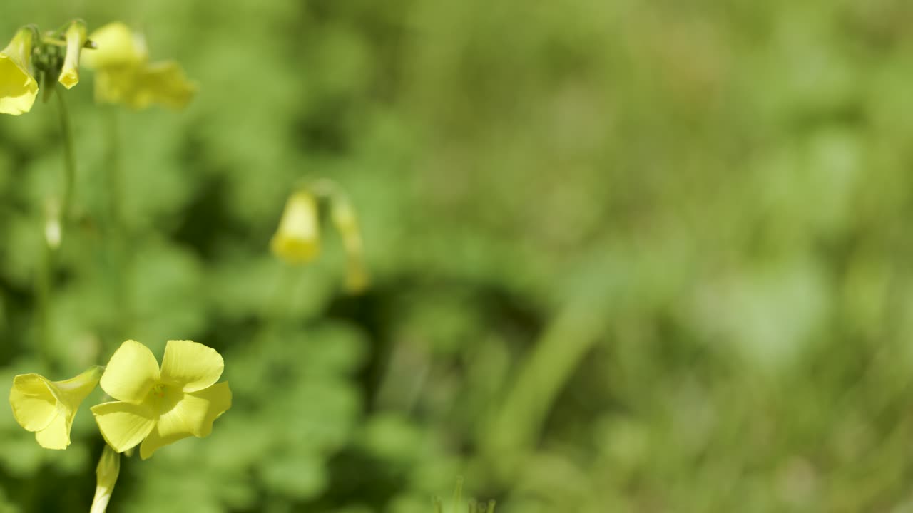 Yellow oxalis wildflower blooms in natural sunlight, macro close-up, shallow depth of field