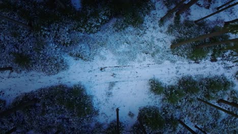 Overhead-Shot-Of-Person-Walking-In-Heart-Of-Snowy-Wild-Forest,-High-rise-Trees,-Svitavy