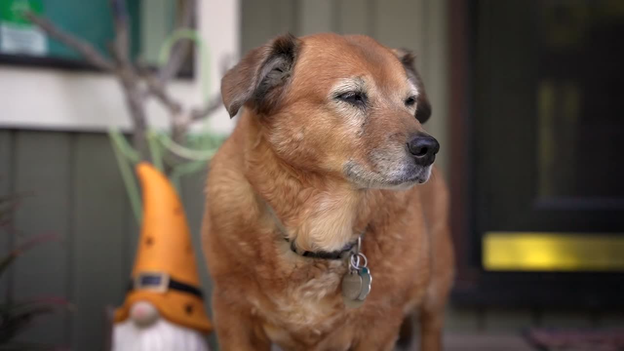 Slow motion video of tan dog turning his face in the shade with gnome behind him